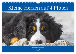 Cover-Bild zum Titel 'Kleine Herzen auf 4 Pfoten - Berner Sennenhunde (Wandkalender 2026 DIN A3 quer), CALVENDO Monatskalender' von 'Sigrid Starick'