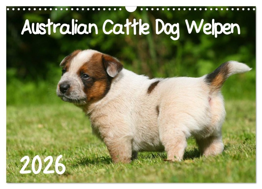 Australian Cattle Dog Welpen (Wandkalender 2026 DIN A3 quer), CALVENDO Monatskalender - Susan Milau
