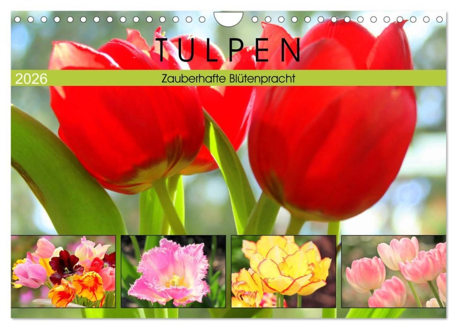 Tulpen. Zauberhafte Blütenpracht (Wandkalender 2026 DIN A4 quer), CALVENDO Monatskalender - Rose Hurley