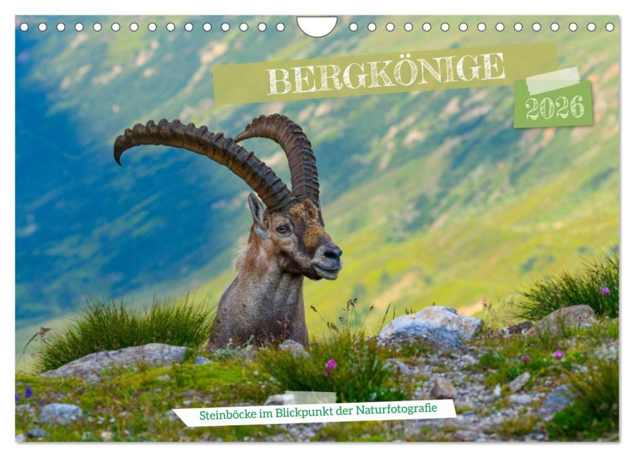 Bergkönige - Steinböcke im Blickpunkt der Naturfotografie (Wandkalender 2026 DIN A4 quer), CALVENDO Monatskalender - Renaldo Caumont