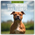 Staffordshire Bull Terriers - Staffordshire Bullterrier 2025 - 16-Monatskalender - 