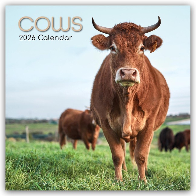 Cows - Kühe 2026 - 16-Monatskalender - Gifted Stationery Co. Ltd