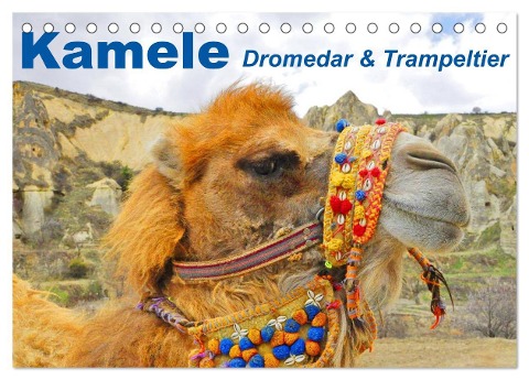 Kamele ¿ Dromedar & Trampeltier (Tischkalender 2025 DIN A5 quer), CALVENDO Monatskalender - Elisabeth Stanzer