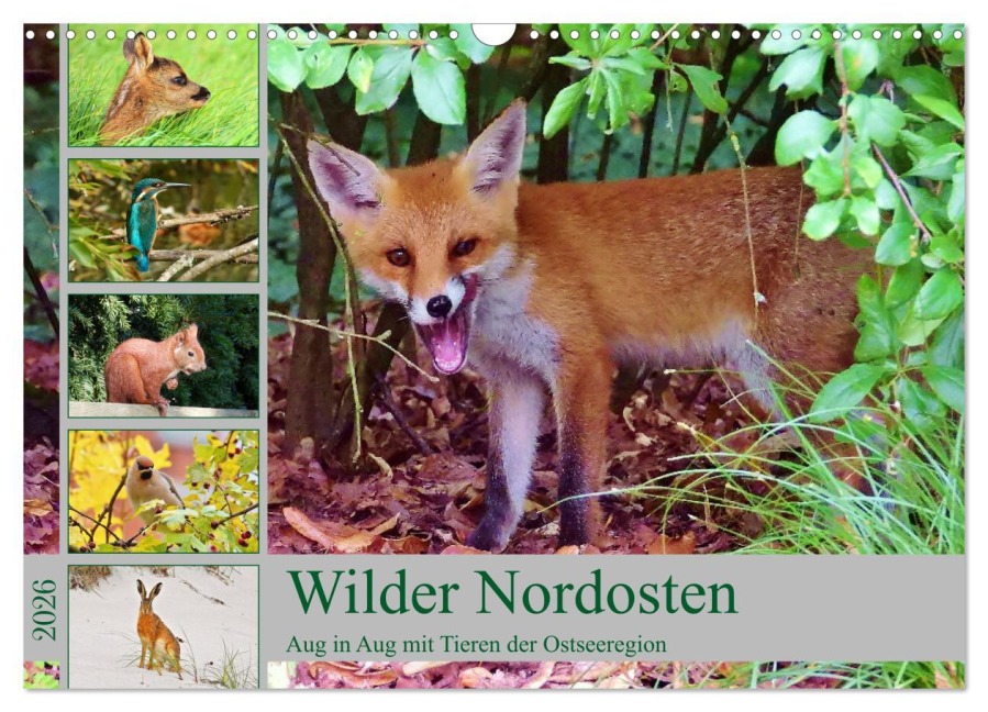 Wilder Nordosten - Aug in Aug mit Tieren der Ostseeregion (Wandkalender 2026 DIN A3 quer), CALVENDO Monatskalender - René Schaack