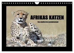 Afrikas Katzen (Wandkalender 2026 DIN A4 quer), CALVENDO Monatskalender - Angelika Stern