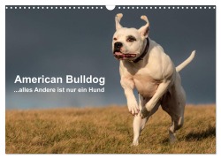 American Bulldog - alles Andere ist nur ein Hund (Wandkalender 2026 DIN A3 quer), CALVENDO Monatskalender - Denise Schmöhl