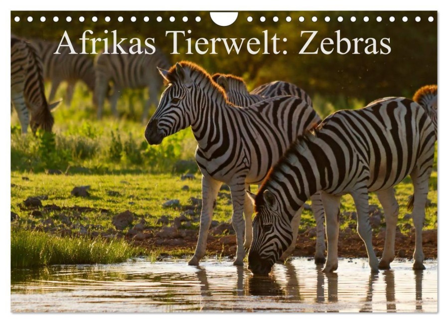 Afrikas Tierwelt: Zebras (Wandkalender 2026 DIN A4 quer), CALVENDO Monatskalender - Michael Voß