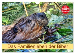 Cover-Bild zum Titel 'Das Familienleben der Biber (Wandkalender 2026 DIN A4 quer), CALVENDO Monatskalender' von 'Kattobello Kattobello'