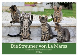 Cover-Bild zum Titel 'Die Streuner von La Marsa (Wandkalender 2026 DIN A3 quer), CALVENDO Monatskalender' von 'Peter Hennrich'