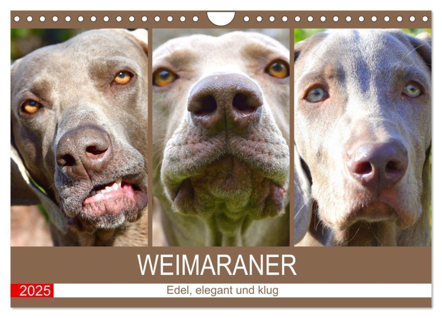 Weimaraner. Edel, elegant und klug (Wandkalender 2025 DIN A4 quer), CALVENDO Monatskalender - Rose Hurley