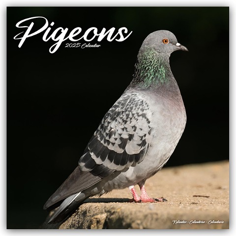 Pigeons - Tauben 2025 - 16-Monatskalender - Avonside Publishing Ltd