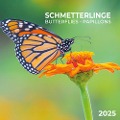 Schmetterlinge 2025 - 
