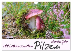 Cover-Bild zum Titel 'Mit interessanten Pilzen durchs Jahr (Wandkalender 2026 DIN A4 quer), CALVENDO Monatskalender' von 'LianeM LianeM'