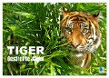 Tiger: Gestreifte Jäger (Wandkalender 2025 DIN A2 quer), CALVENDO Monatskalender - Calvendo Calvendo