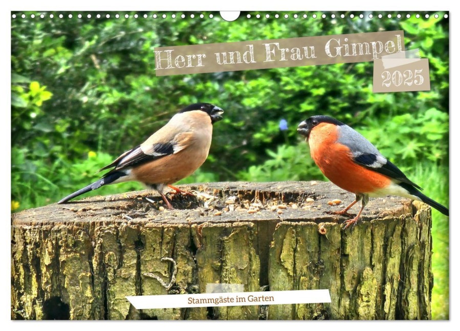 Herr und Frau Gimpel - Stammgäste im Garten (Wandkalender 2025 DIN A3 quer), CALVENDO Monatskalender - Henning von Löwis of Menar
