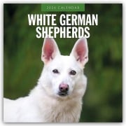 White German Shepherds - Weißer Deutscher Schäferhund 2026 - 16-Monatskalender - Robin Red