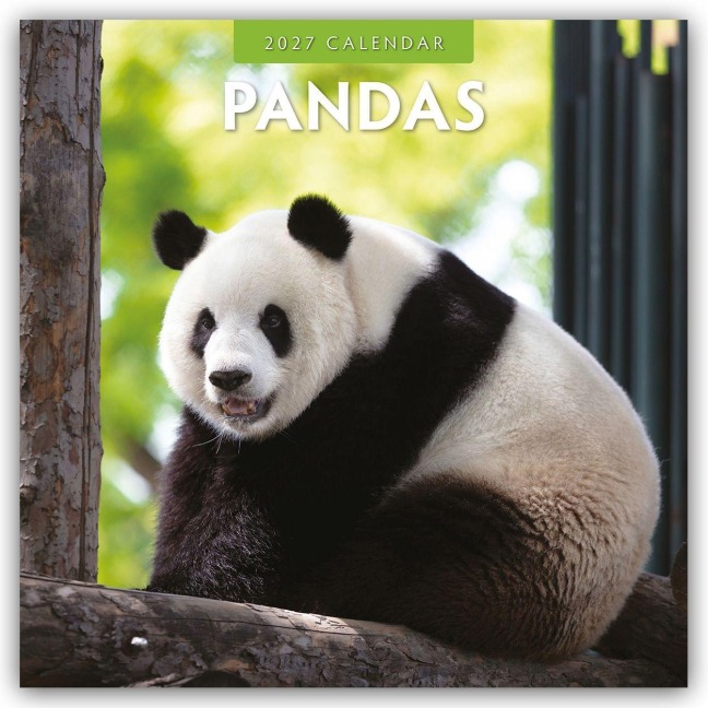 Pandas - Pandabären 2027 - 16-Monatskalender - Robin Red