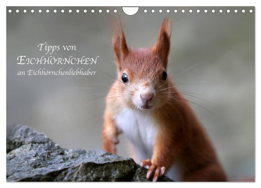 Tipps von Eichhörnchen an Eichhörnchenliebhaber (Wandkalender 2026 DIN A4 quer), CALVENDO Monatskalender - Birgit Cerny