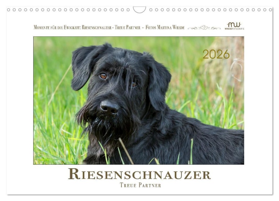 Riesenschnauzer - Treue Partner (Wandkalender 2026 DIN A3 quer), CALVENDO Monatskalender - Martina Wrede