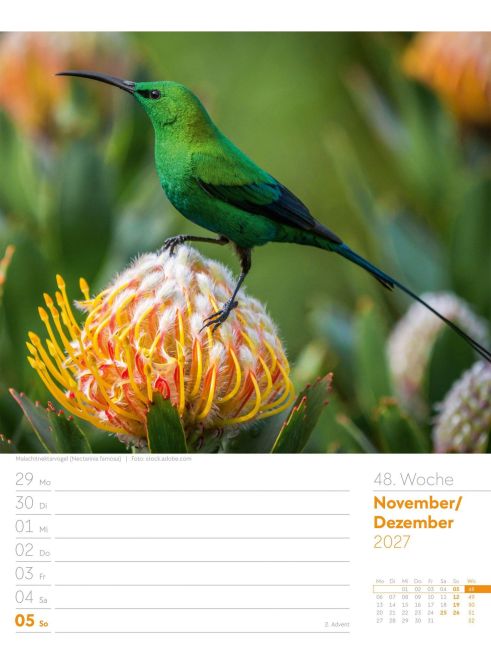 InsideView 52