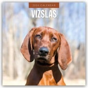 Vizslas - Magyar Vizsla - Kurzhaariger Ungarischer Vorstehhund 2026 - 16-Monatskalender - Robin Red