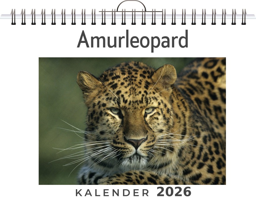 Amurleopard - Hannah Koch