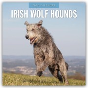 Irish Wolfhounds - Irischer Wolfshund 2026 - 16-Monatskalender - Robin Red