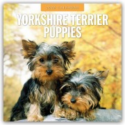 Yorkshire Terrier Puppies - Yorkshire Terrier Hundewelpen 2026 - 16-Monatskalender - Robin Red