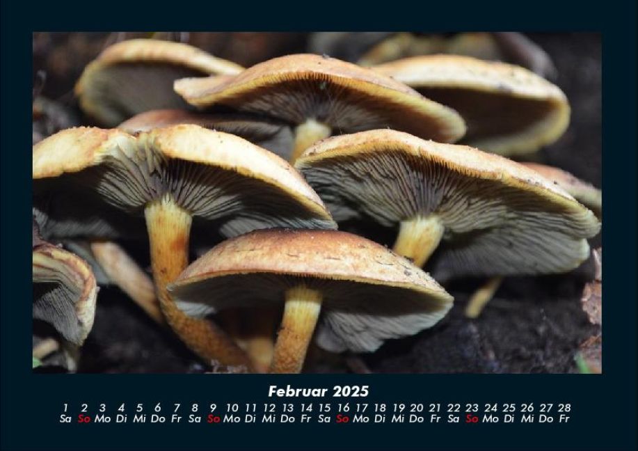 InsideView 6