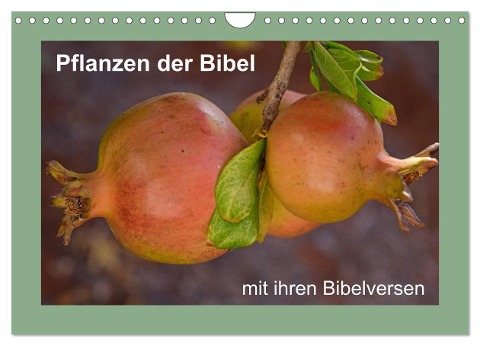 Pflanzen der Bibel (Wandkalender 2024 DIN A4 quer), CALVENDO Monatskalender - Hans-Georg Vorndran