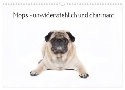 Cover-Bild zum Titel 'Mops - unwiderstehlich und charmant (Wandkalender 2026 DIN A3 quer), CALVENDO Monatskalender' von 'Fotodesign Verena Scholze'