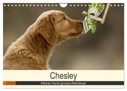 Chesley Kleiner Hund grosse Abenteuer (Wandkalender 2026 DIN A4 quer), CALVENDO Monatskalender - Hundefotografie Bea Müller