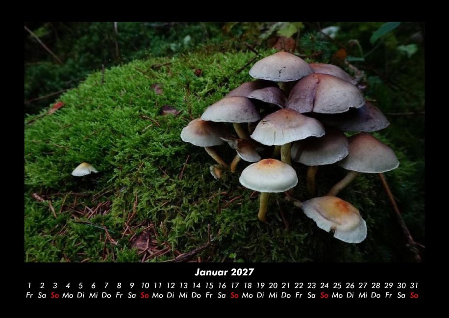 InsideView 5