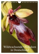 Cover-Bild zum Titel 'Wildwachsende Orchideen in Deutschland (Wandkalender 2027 DIN A4 hoch), CALVENDO Monatskalender' von 'Winfried Erlwein'