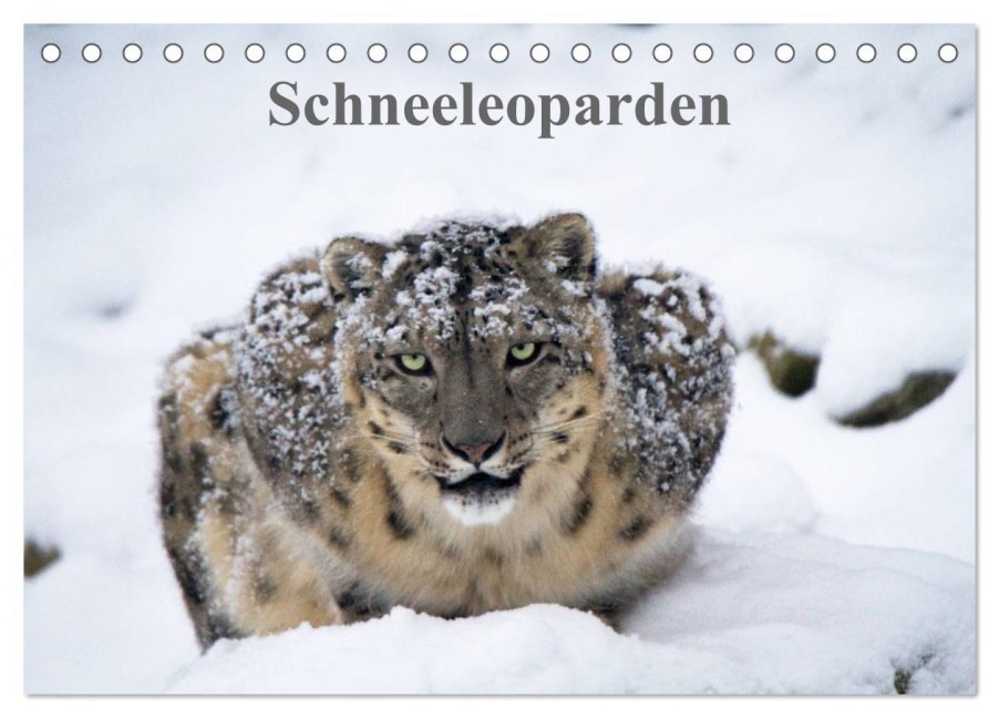 Schneeleoparden (Tischkalender 2026 DIN A5 quer), CALVENDO Monatskalender - Cloudtail Cloudtail