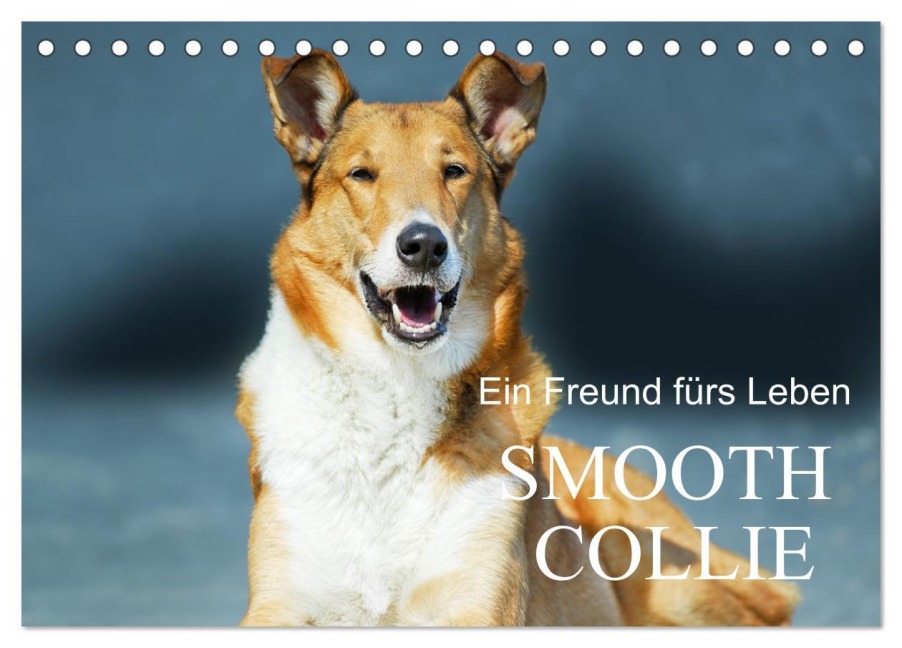 Ein Freund fürs Leben - Smooth Collie (Tischkalender 2025 DIN A5 quer), CALVENDO Monatskalender - Sigrid Starick