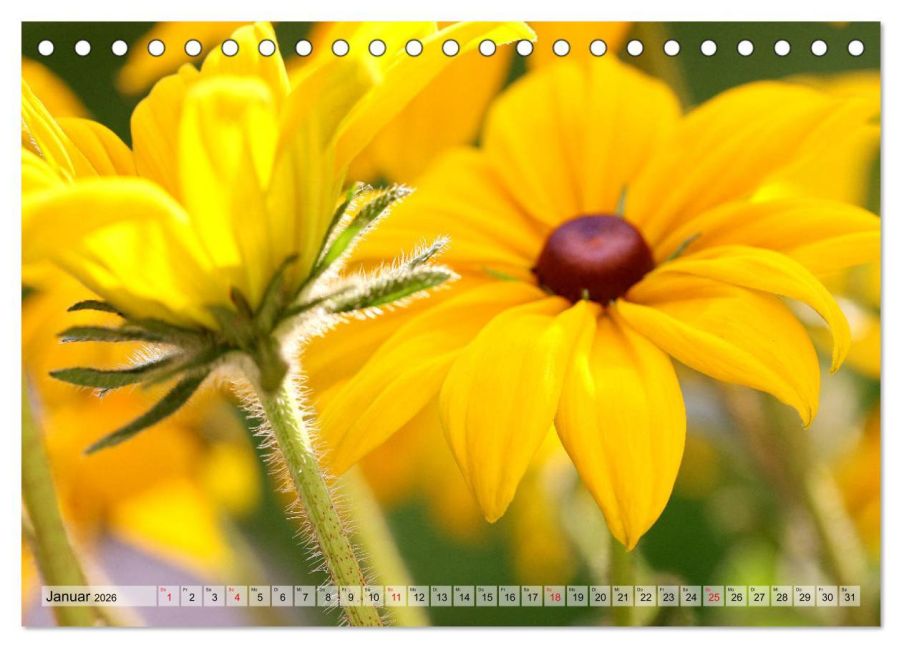 InsideView 6
