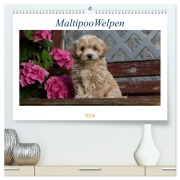Maltipoo Welpen (hochwertiger Premium Wandkalender 2026 DIN A2 quer), Kunstdruck in Hochglanz - Tanja Schultz