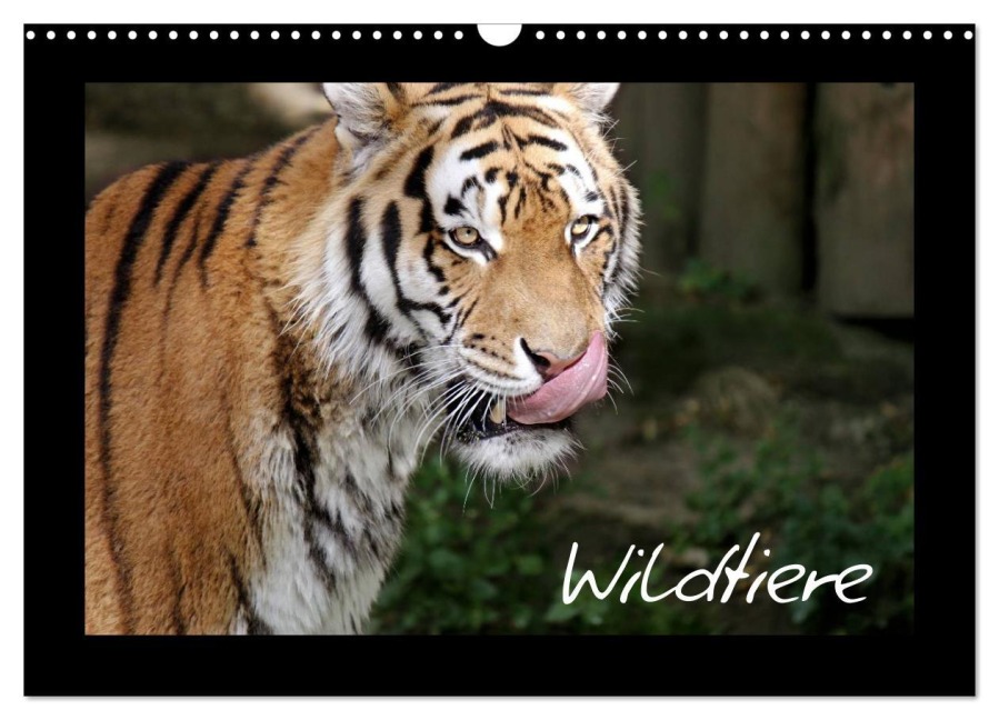 Wildtiere (Wandkalender 2026 DIN A3 quer), CALVENDO Monatskalender - Katrin Zeller Und Christian Kiedy