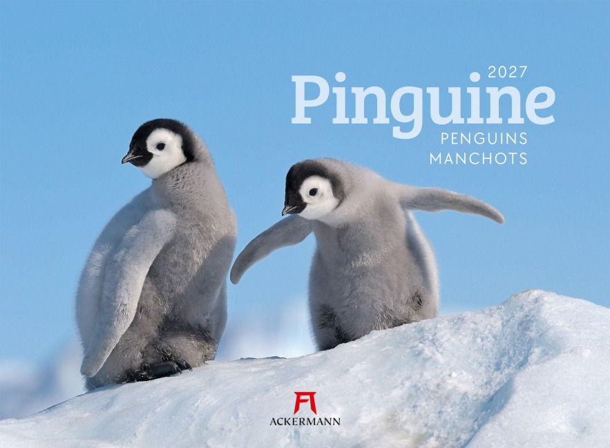 Pinguine Kalender 2027 - Ackermann Kunstverlag GmbH