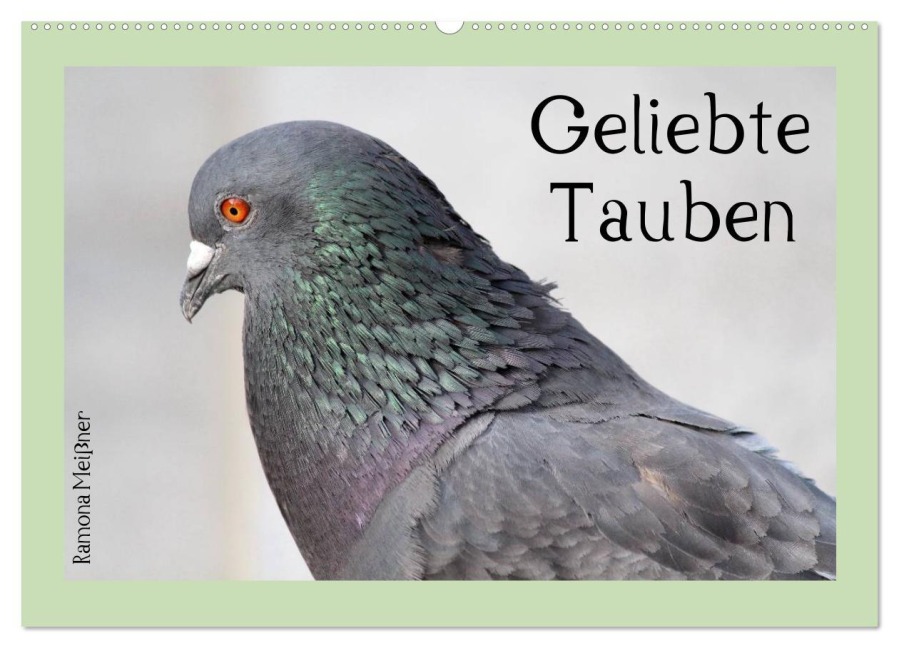Geliebte Tauben (Wandkalender 2026 DIN A2 quer), CALVENDO Monatskalender - Ramona Meißner