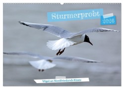 Sturmerprobt - Vögel an Nordfrieslands Küste (Wandkalender 2026 DIN A2 quer), CALVENDO Monatskalender - Gisela Braunleder