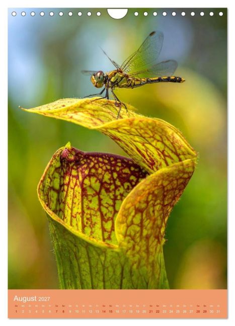 InsideView 13