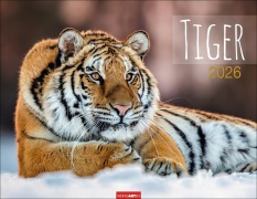 Tiger Kalender 2026 - 