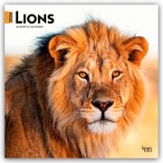 Lions - Löwen 2026 - 16-Monatskalender - Browntrout Publishers