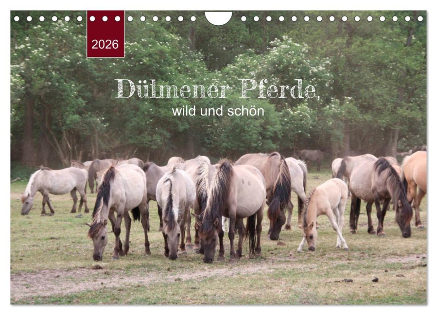 Dülmener Pferde, wild und schön (Wandkalender 2026 DIN A4 quer), CALVENDO Monatskalender - Angelika Keller