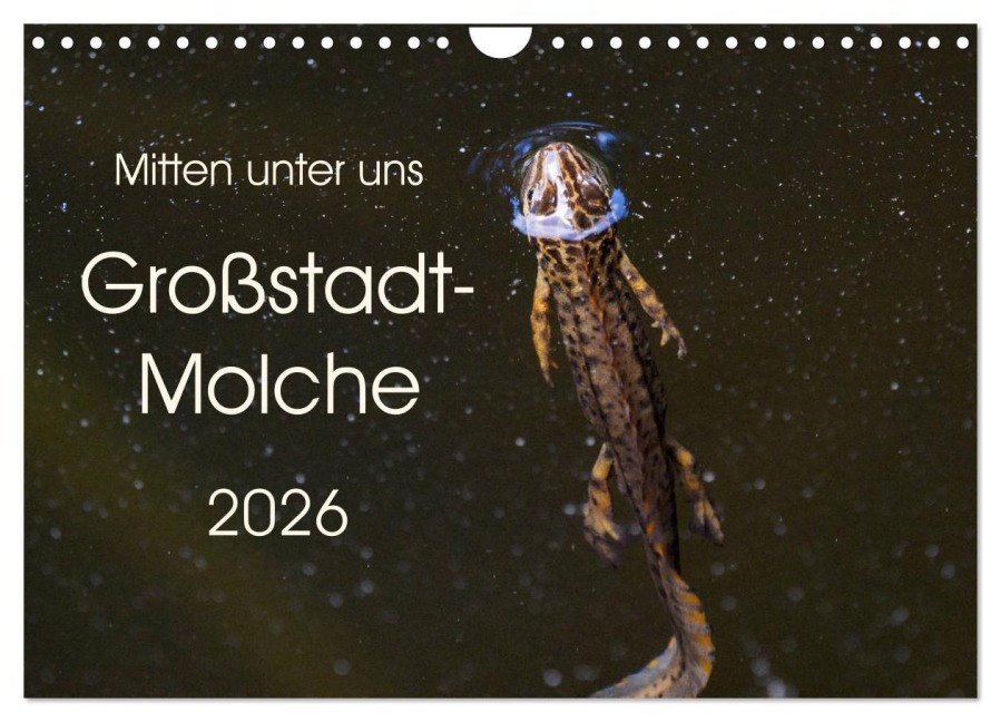 Mitten unter uns - Großstadt-Molche (Wandkalender 2026 DIN A4 quer), CALVENDO Monatskalender - Anne Wibke Hildebrandt