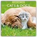 Cats & Dogs - Katzen & Hunde 2025 - 16-Monatskalender - Robin Red