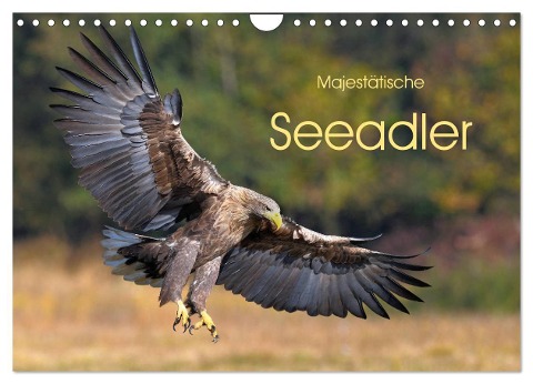 Majestätische Seeadler (Wandkalender 2024 DIN A4 quer), CALVENDO Monatskalender - Elmar Weiss