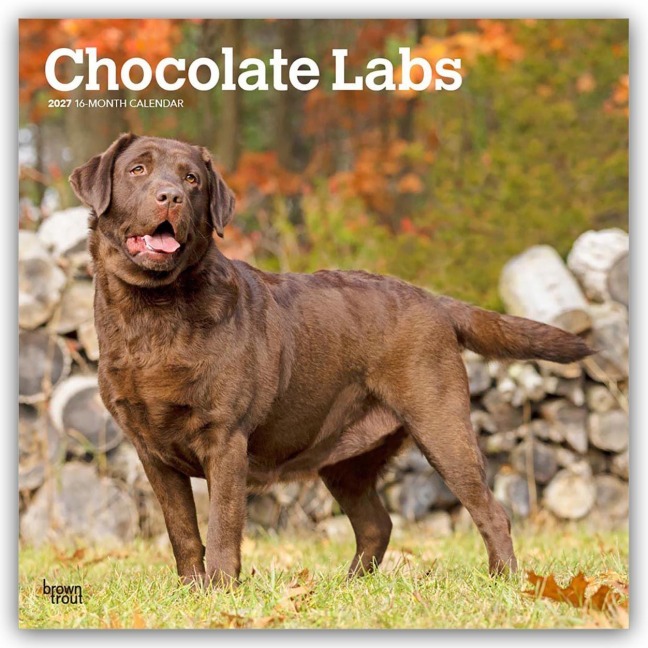Chocolate Labrador Retriever - Brauner Labrador Retriever 2027 - 16-Monatskalender - Browntrout Publishers